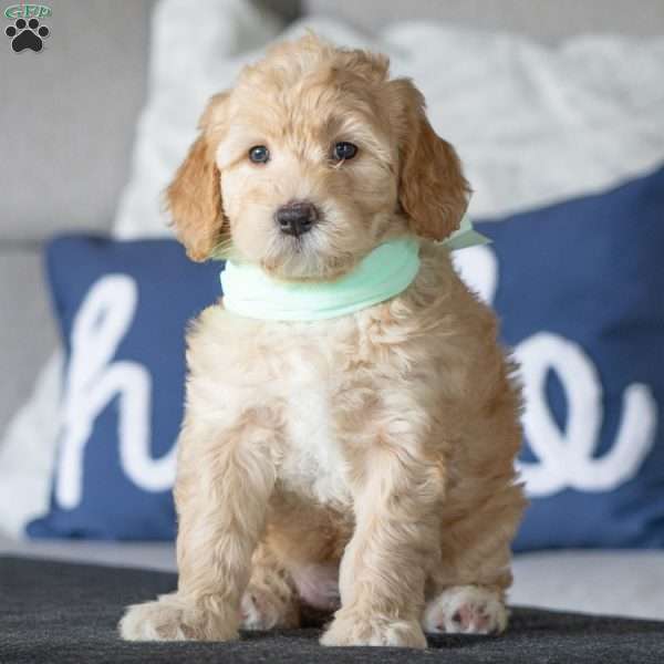 Mia, Golden Mountain Doodle Puppy